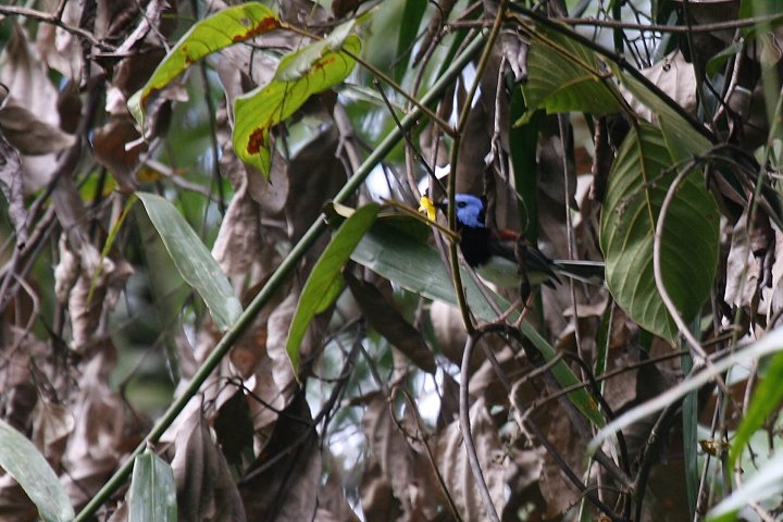 �P�[�v���[�N�I�[�X�g�����A���V�N�C