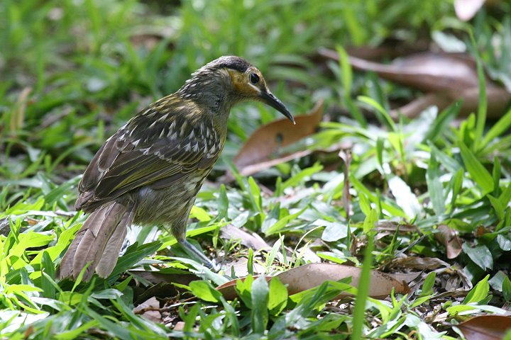 �V���t�~�c�X�C