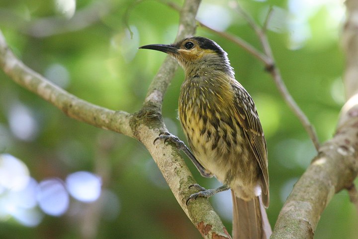 �V���t�~�c�X�C