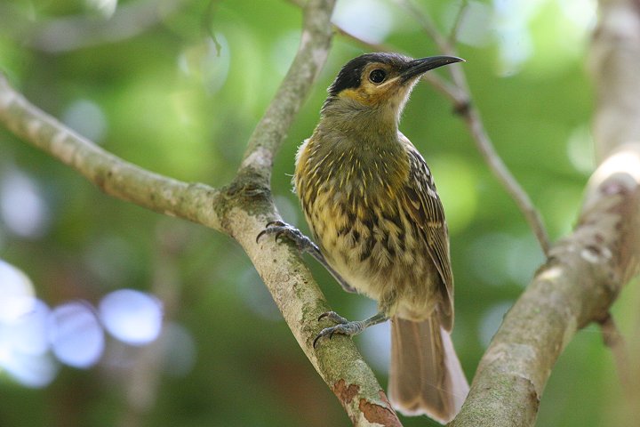 �V���t�~�c�X�C