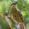 Macleay's Honeyeater �V���t�~�c�X�C