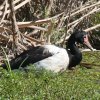 Magpie Goose �J�T�T�M�K��
