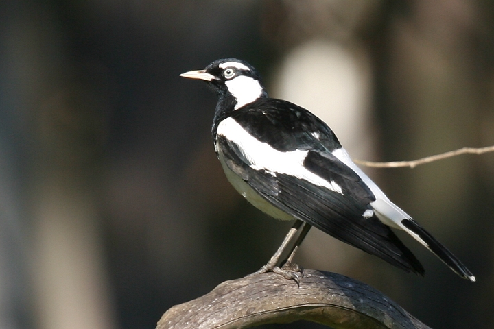 �c�`�X�h��