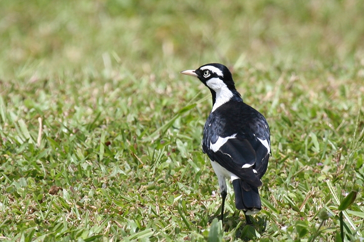 �c�`�X�h��