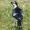 Magpie-Lark �c�`�X�h�� 