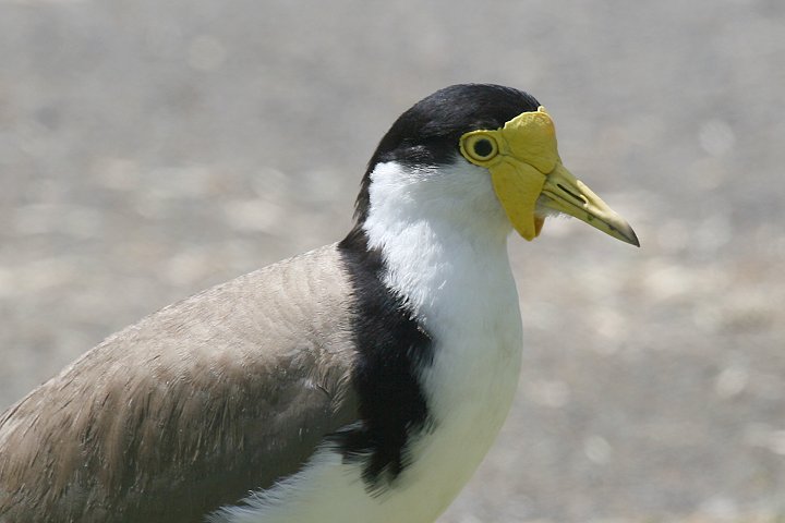 �Y�O���g�T�J�Q��