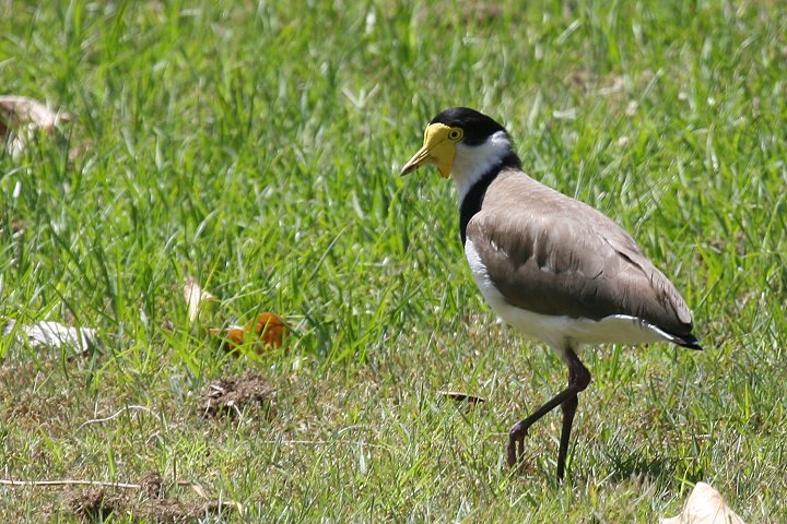 �Y�O���g�T�J�Q��