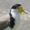 Masked Lapwing �Y�O���g�T�J�Q��
