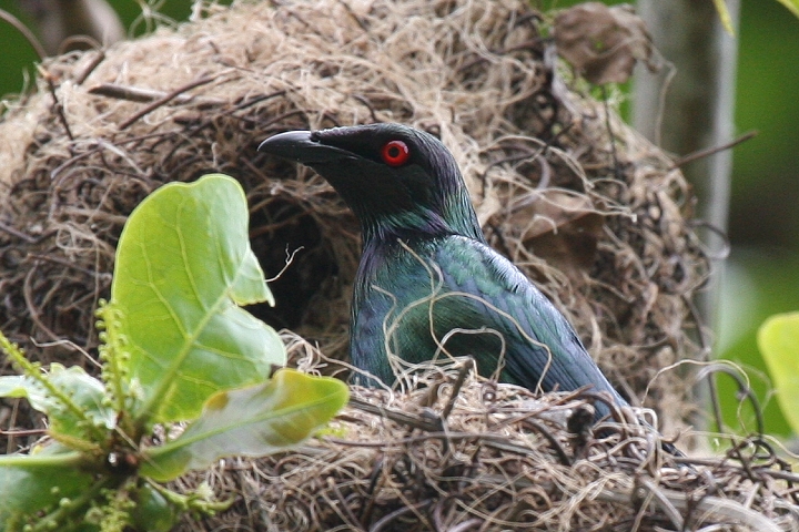 �I�i�K�e���J���X���h�L