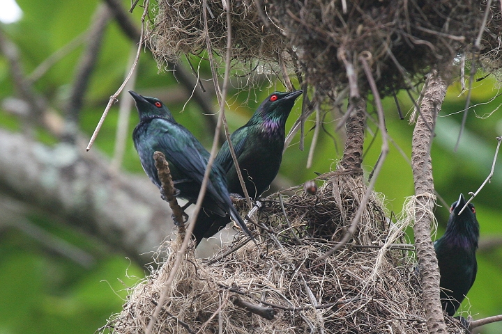 �I�i�K�e���J���X���h�L