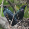 Metallic Starling �I�i�K�e���J���X���h�L