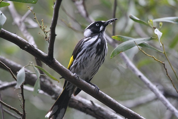 ���W���L�o�l�~�c�X�C