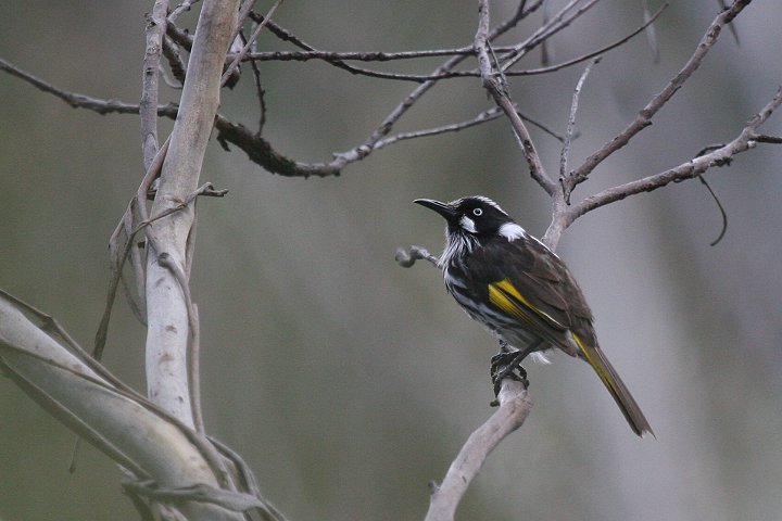 ���W���L�o�l�~�c�X�C