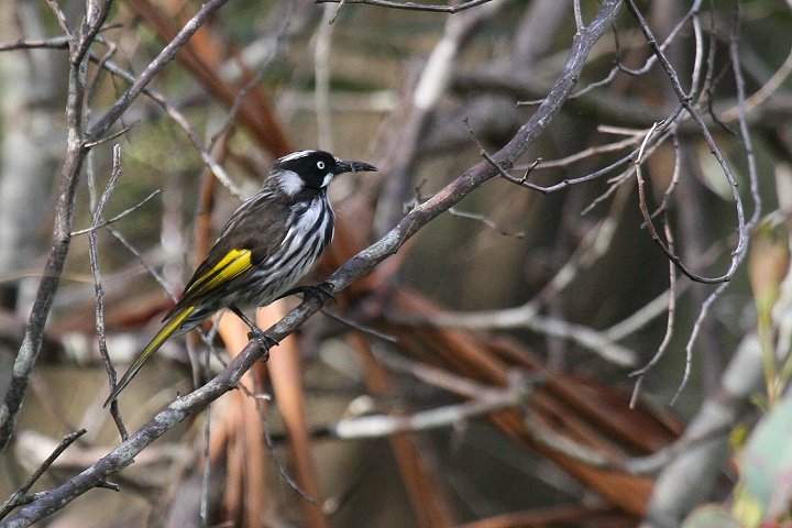 ���W���L�o�l�~�c�X�C