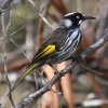 New Holland Honeyeater ���W���L�o�l�~�c�X�C