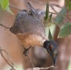 Noisy Friarbird �Y�O���n�Q�~�c�X�C