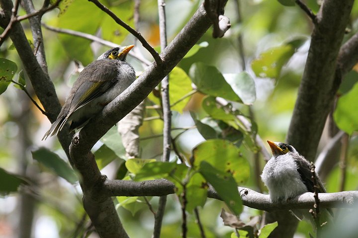 �N���K�I�~�c�X�C