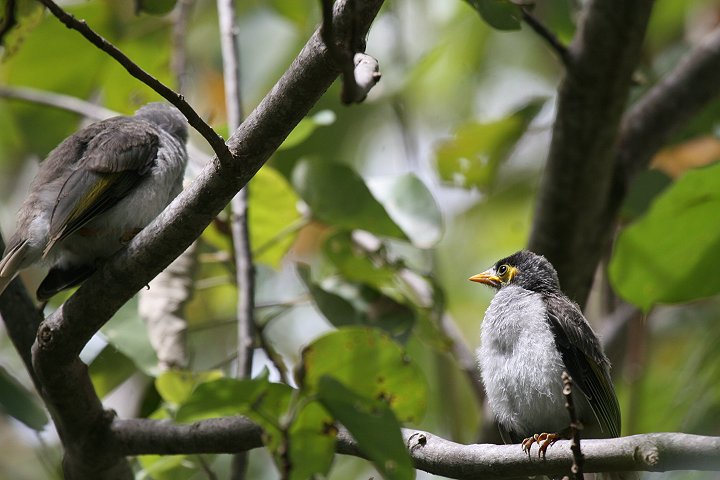 �N���K�I�~�c�X�C