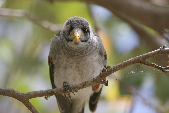 �N���K�I�~�c�X�C