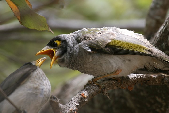 �N���K�I�~�c�X�C