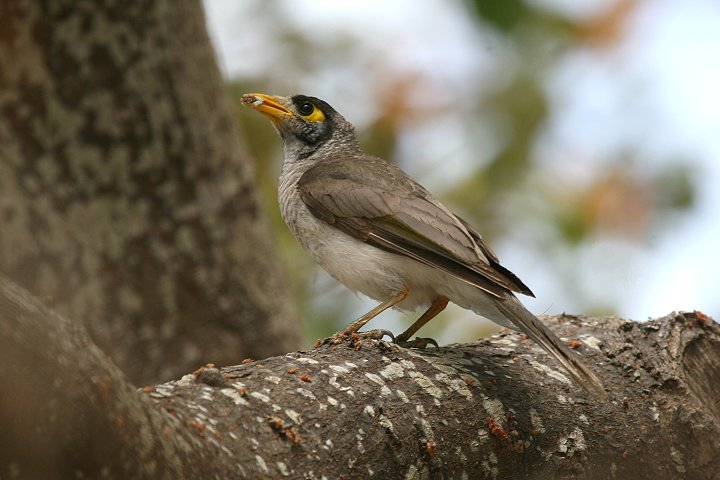 �N���K�I�~�c�X�C