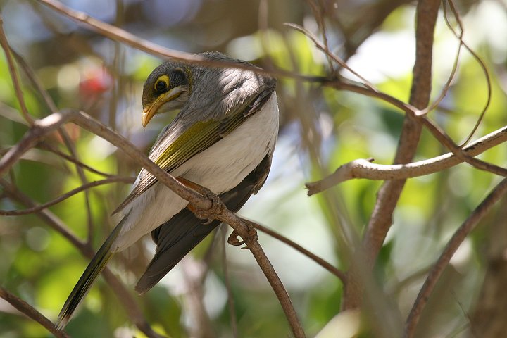 �N���K�I�~�c�X�C