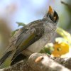 Noisy Miner �N���K�I�~�c�X�C