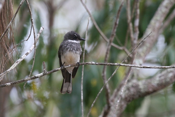 ���i�t�I�E�M�r�^�L