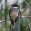 Northern Fantail ���i�t�I�E�M�r�^�L