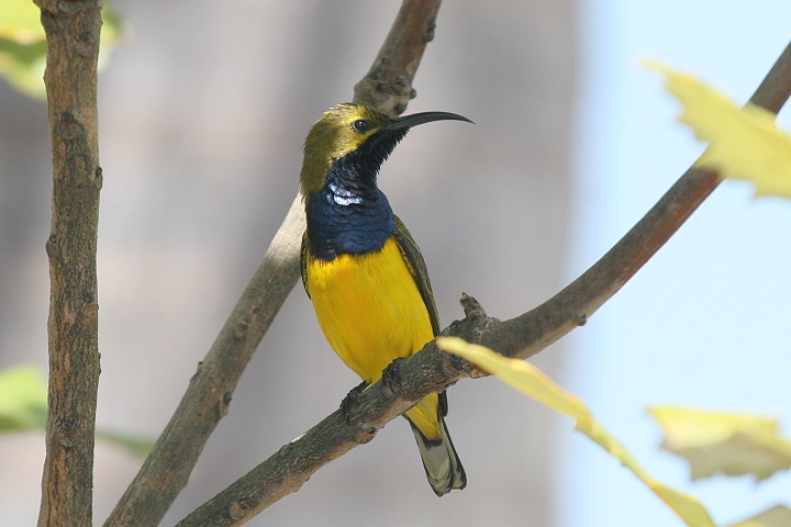 �L�o���^�C���E�`���E