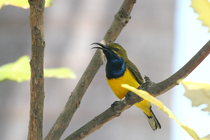 �L�o���^�C���E�`���E