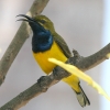 Olive-backed Sunbird �L�o���^�C���E�`���E