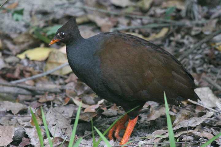 �I�[�X�g�����A�c�J�c�N��