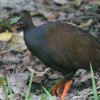 Orange-footed Scrubfowl �I�[�X�g�����A�c�J�c�N��