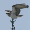 Osprey �~�T�S