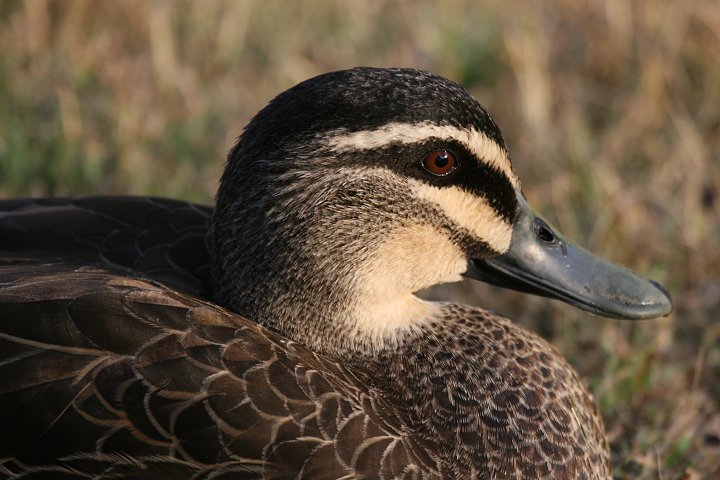 �}�~�W���J���K��