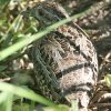 Painted Button-Quail �T�T�t�~�t�E�Y��
