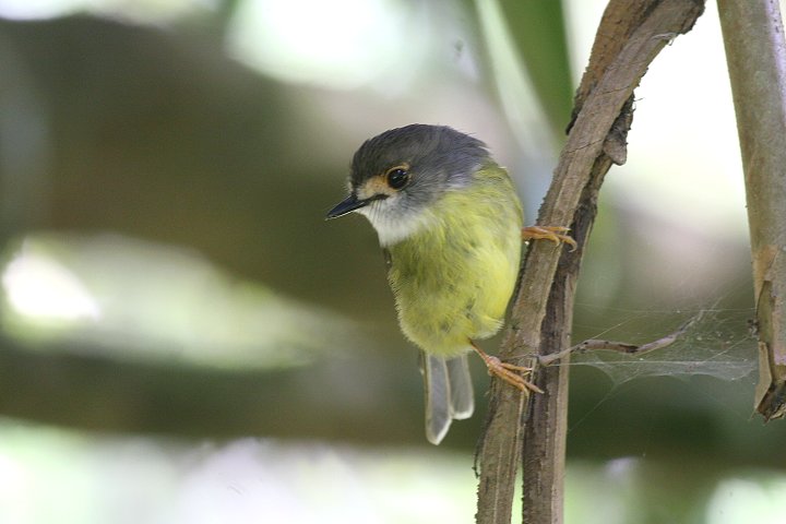 �L�A�V�q�^�L