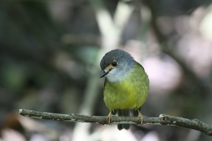 �L�A�V�q�^�L