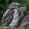 Papuan Frogmouth �p�v�A�K�}�O�`���^�J