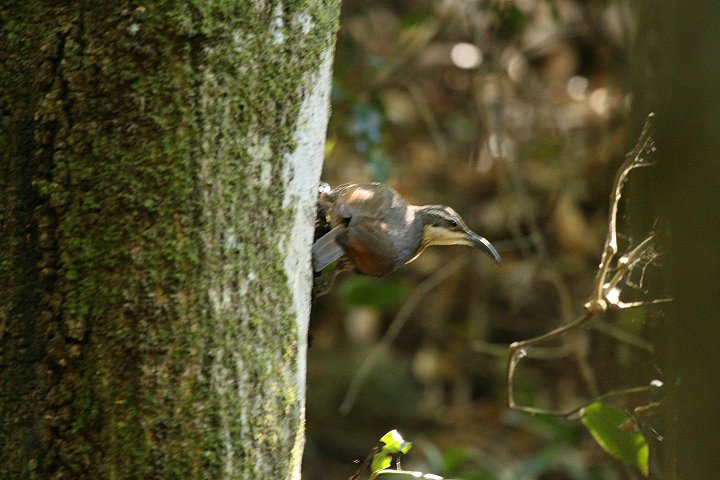 �E���R�t�E�`���E