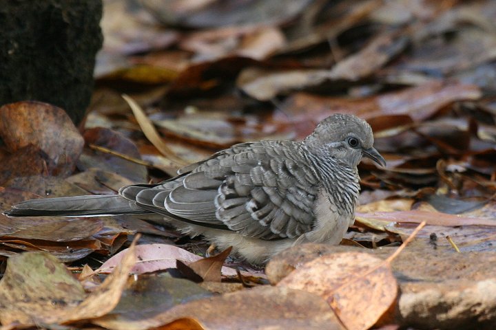 �I�[�X�g�����A�`���E�V���E�o�g