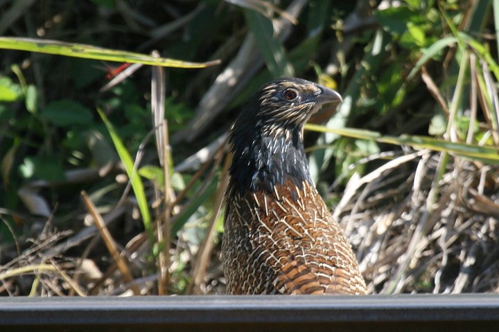 �L�W�o���P��