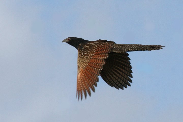 �L�W�o���P��