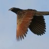 Pheasant Coucal �L�W�o���P��