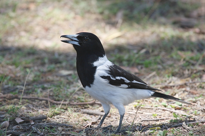 �m�h�O�����Y�K���X