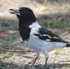 Pied Butcherbird �m�h�O�����Y�K���X