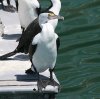 Pied Cormorant �}�~�W���E
