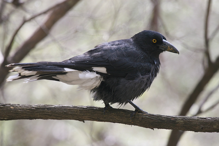 �t�G�K���X