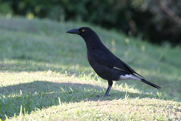 �t�G�K���X